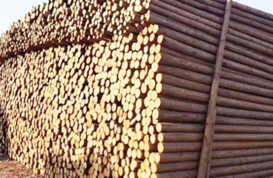 落叶原木木材加工